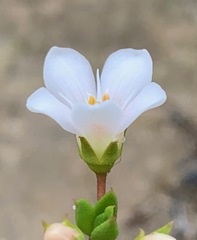 Samolus repens