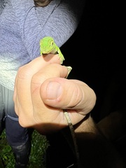 Anolis biporcatus