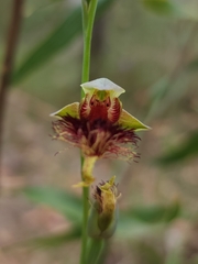 Calochilus pulchellus