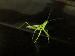 Tenodera sinensis