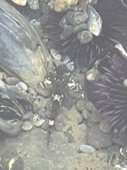 Clinocottus globiceps