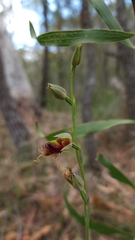Calochilus pulchellus