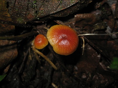 Marasmius cladophyllus