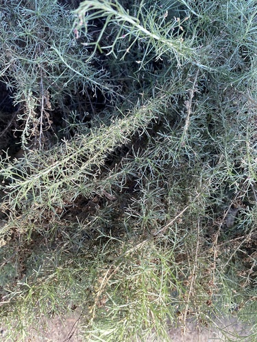 iNaturalist observation photo of California sagebrush