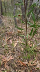 Calochilus pulchellus