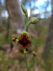 Calochilus pulchellus
