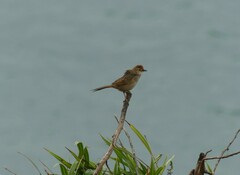 Cincloramphus timoriensis