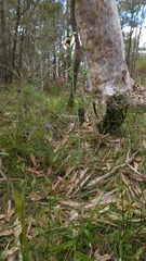 Calochilus pulchellus
