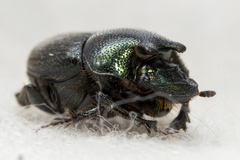 Onthophagus orpheus