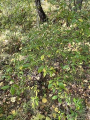 Rhododendron dauricum