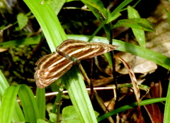 Neptis omeroda