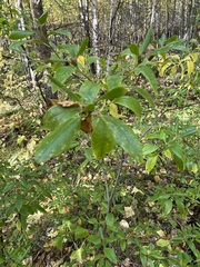 Rhododendron dauricum
