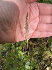 Calamagrostis