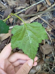 Ampelopsis glandulosa hancei