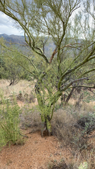 Parkinsonia microphylla
