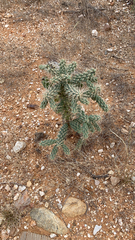 Cylindropuntia fulgida