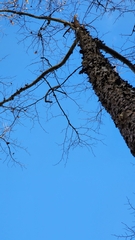 Liquidambar styraciflua