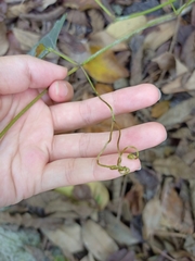 Ampelopsis glandulosa hancei