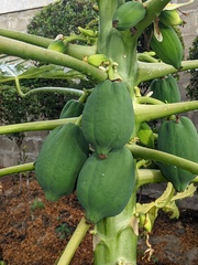 Carica papaya