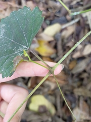 Ampelopsis glandulosa hancei