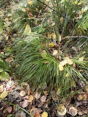 Carex pediformis macroura