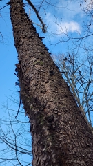 Liquidambar styraciflua