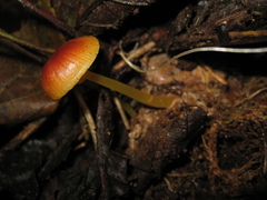 Marasmius cladophyllus