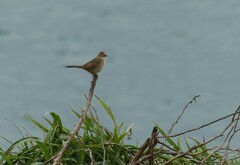 Cincloramphus timoriensis