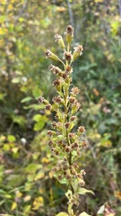 Solidago dahurica