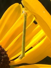 Chlorochlamys chloroleucaria