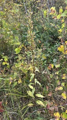 Solidago dahurica
