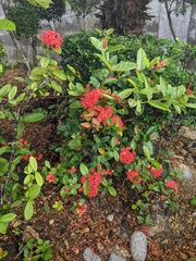 Ixora coccinea