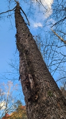 Liquidambar styraciflua