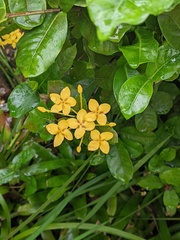 Ixora coccinea