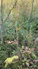 Actaea cimicifuga