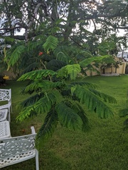 Delonix regia