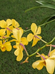 Orchidaceae