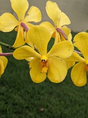 Orchidaceae
