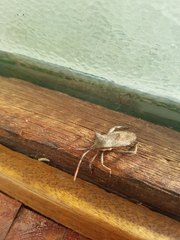 Elasmopoda