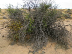 Leptostemonum