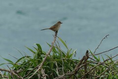 Cincloramphus timoriensis