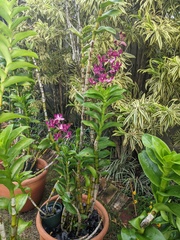 Dendrobium