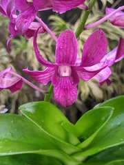 Dendrobium