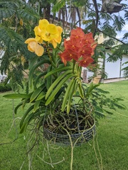 Vanda