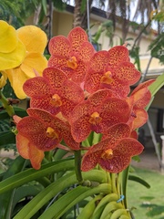 Vanda