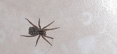 Hogna bivittata
