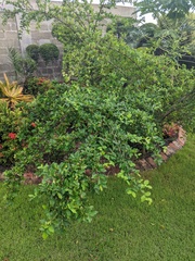 Malpighia emarginata