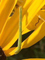 Chlorochlamys chloroleucaria