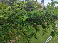 Malpighia emarginata