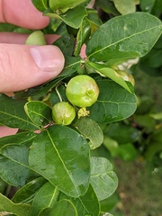 Malpighia emarginata